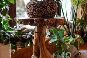 Анастасия 9