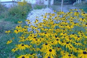 Червона Калина 8