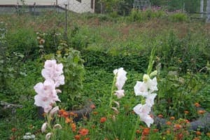 Червона Калина 9