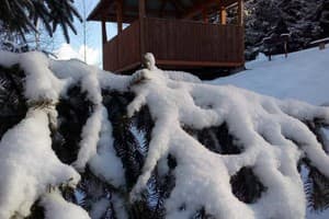 Червона Калина 5