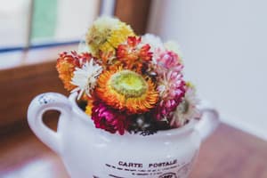 Червона Рута 20