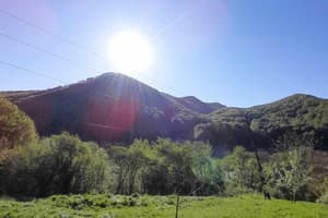 Family House Forest 7