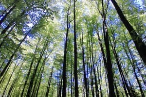 Family House Forest 12