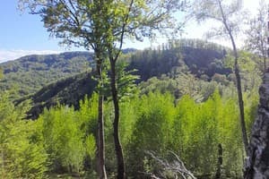 Family House Forest 13