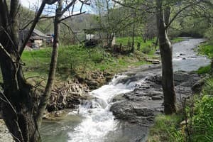 Family House Forest 14