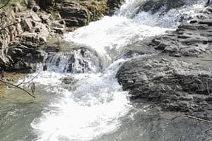 Family House Forest 6