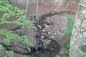 Family House Forest 7