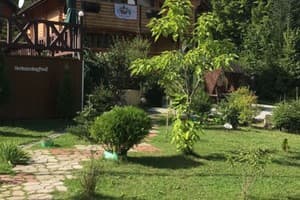 Forest Camp 12