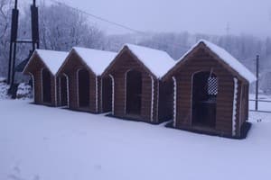 Гірська Роса 2