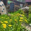 Горный Прутец 15-16/19