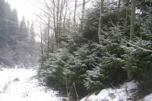 Хижина Гуцула 18