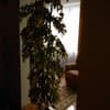 Жасмин  4-5/13