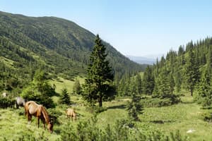 Карпатия 17