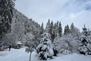 Карпатские мечты 16