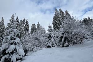 Карпатские мечты 17