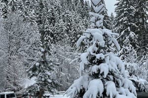 Карпатские мечты 18