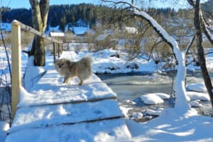 Карпатский Островок 2