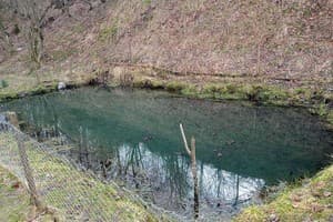 Лесная тишина 9