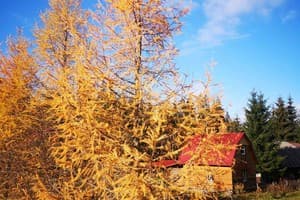 Частная усадьба Лісова перлина. Коттедж 6-местный  8