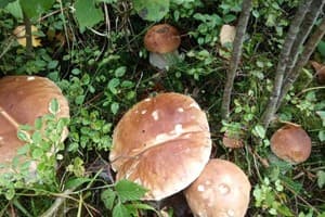 Перлина гір 29