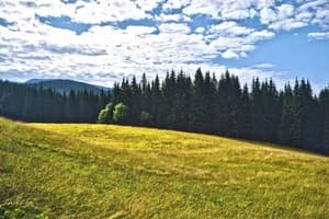 Первоцвет 1