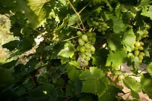 Polychka Winehouse 4