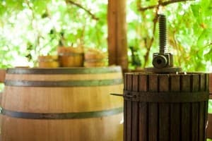 Polychka Winehouse 6