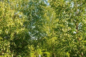 Санта Мария 15