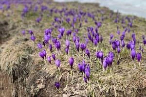 Шафранова долина 11