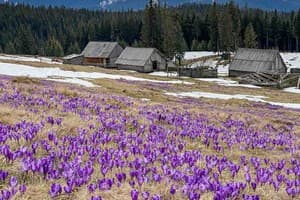 Шафранова долина 12