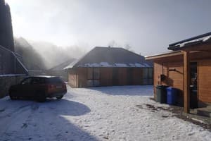 Старый дуб 1