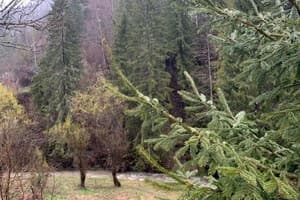 Терношорська Лада 25