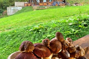 Терношорська Лада 43