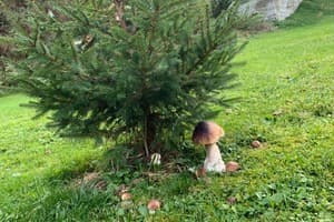 Терношорська Лада 45