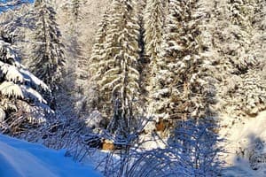 Терношорська Лада 87