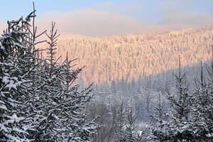 У Ярослава 42