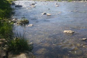 Яблуневий Цвіт 4