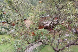 Яблуневий сад 2