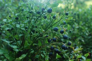 Зеленая Дача 2