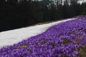 Зеленая Дача 7